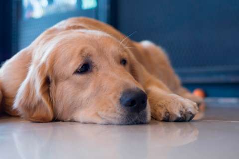 Perros podrían experimentar una forma de duelo cuando muere otro perro en el hogar