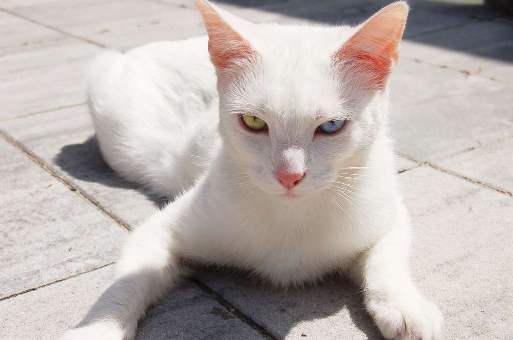 Curiosidades sobre los gatos blancos con ojos azules.