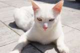 ¿Qué significa soñar con un gato blanco? Acá te lo explicamos