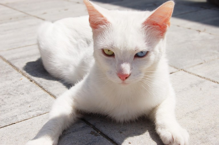 ¿Qué significa soñar con un gato blanco? Acá te lo explicamos