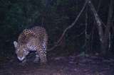 Autoridades identifican a responsables de la muerte de jaguar en el Magdalena Medio