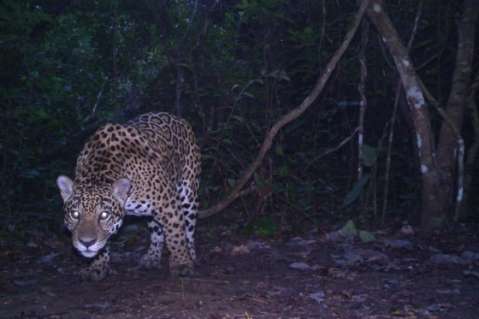 Autoridades identifican a responsables de la muerte de jaguar en el Magdalena Medio