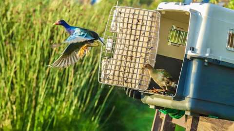 En libertad, más de 1.000 aves rescatadas en Bogotá, en su mayoría tinguas azules
