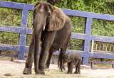 Video: registran el nacimiento de un elefante africano en Disney’s Animal Kingdom