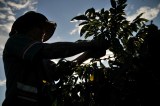 Colombia no votó a favor de la declaración de los derechos campesinos en la ONU