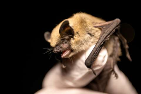 Estos murciélagos usan un truco evolutivo novedoso para alejar depredadores