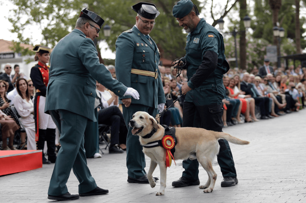 Ogro, de raza Labrador Retriever, trabaja con varias divisiones que luchan en contra del narcotráfico y el blanqueo de capitales.