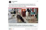 Fake News: Enrique Peñalosa NO ha propuesto sacrificar miles de perros callejeros