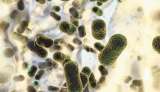 Con inteligencia artificial “resucitan” moléculas para probar nuevos antibióticos