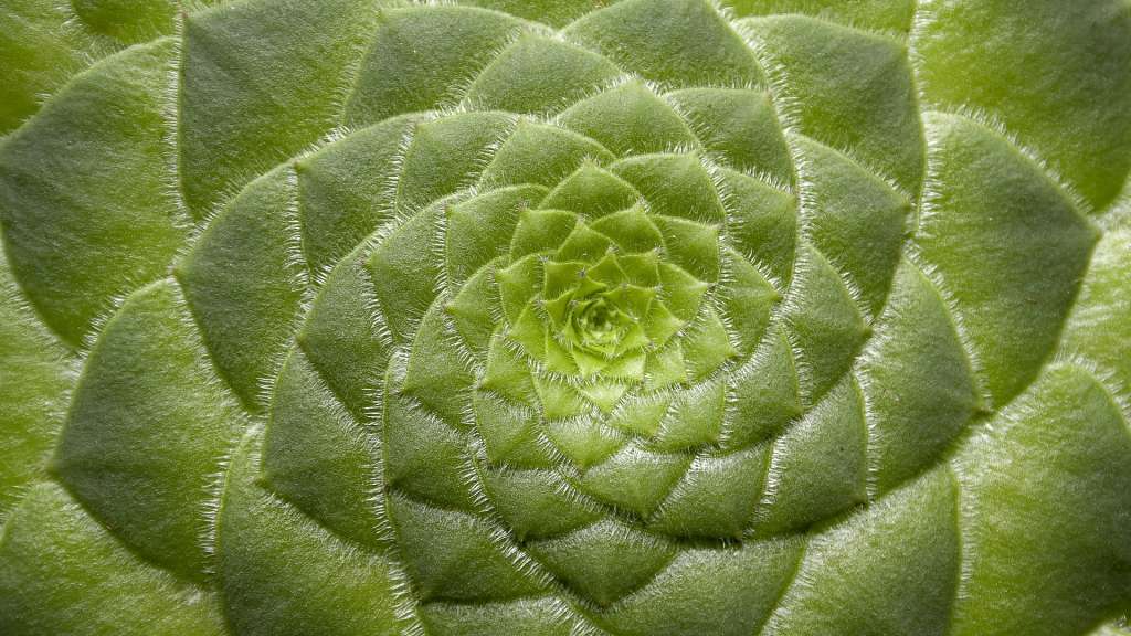 Imagen de cerca de una planta suculenta.