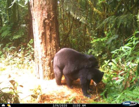 Osos de anteojos en Huila: se capta el apareamiento de esta especie amenazada