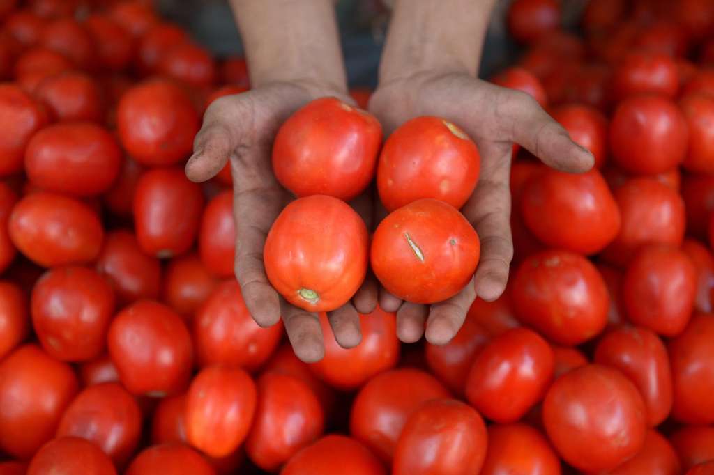 PESHAWAR (Pakistan), 21/10/2025.- A Pakistani vendor arranges tomatoes at a wholesale vegetable market in Peshawar, Pakistan, 21 October 2025. Tomato prices have soared across Pakistan, being sold in some areas for as high as Rs700 per kg (2euros), almost double the official price, due to supply disruptions caused by recent floods in Peshawar and other regions, which have damaged crops and disrupted trade routes. (Inundaciones) EFE/EPA/ARSHAD ARBAB
