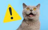 ¿Cómo proteger a los gatos en Halloween?: consejos para una celebración segura