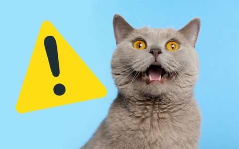¿Cómo proteger a los gatos en Halloween?: consejos para una celebración segura