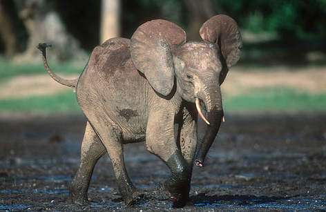 Elefante africano de bosque (Loxodonta africana cyclotis); Parque Nacional Dzanga-Ndoki, República Centroafricana. /Martin Harvey / WWF