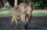 Cuando este elefante desaparece, también desaparece este árbol: ¿qué los conecta?