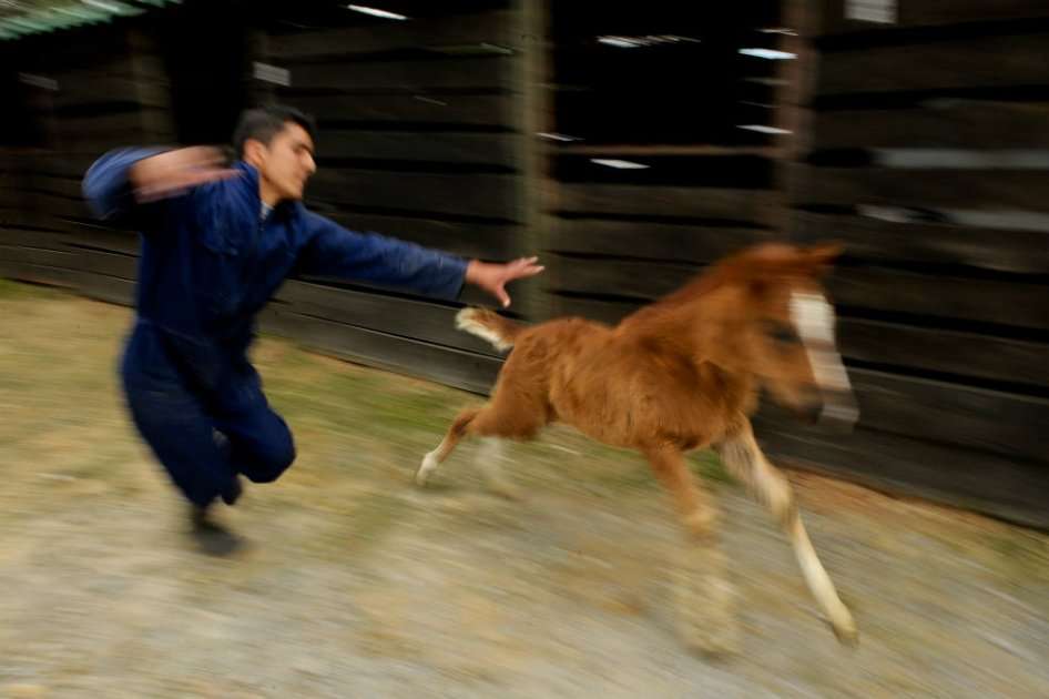 Los caballos después de una semana están adaptándose a la nueva vida.