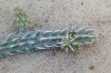 La chirinola, el único cactus en el mundo que ‘camina’