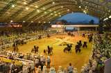Proyecto pretende declarar patrimonio las ferias y exposiciones equinas