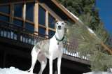 Miles de galgos necesitan hogar tras prohibición de las carreras en Nueva Zelanda
