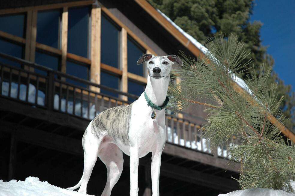 Galgo