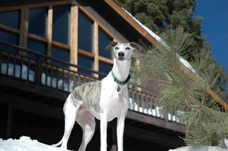 ¿Cuál es la mejor raza de perro guardián?