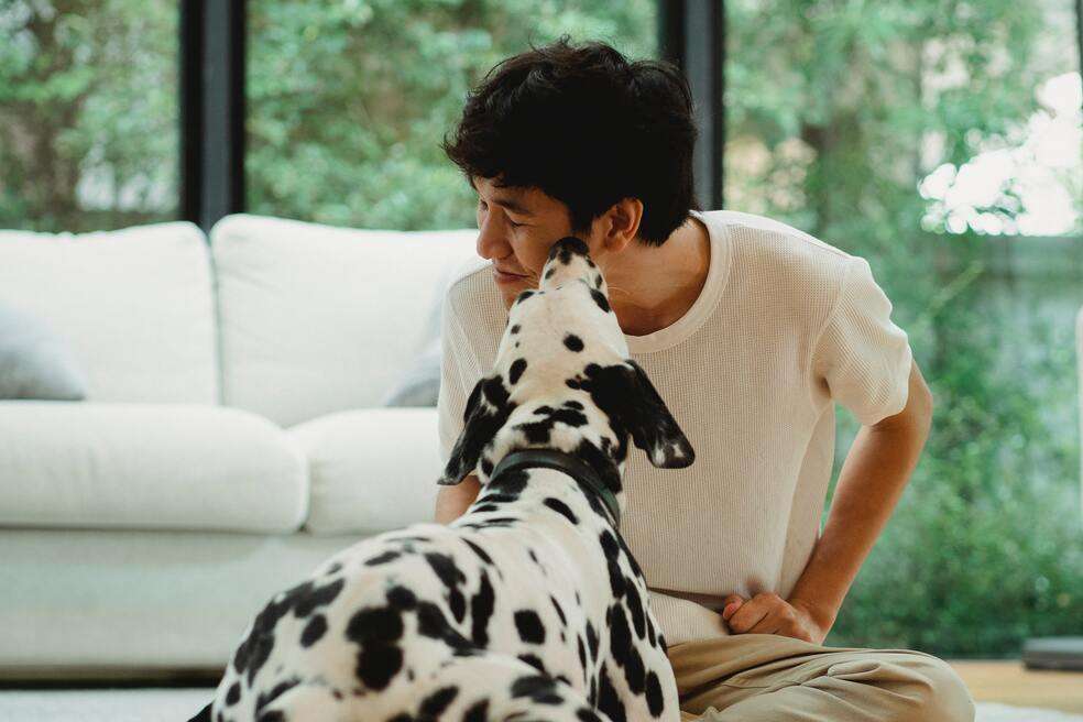 Perros, lamer, perro lamiendo