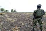 ¿Qué tan efectiva ha sido la intervención militar para detener la deforestación?