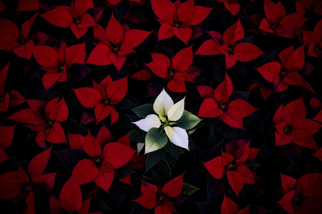 Pruhonice (Czech Republic), 14/11/2024.- The poinsettia (Christmas Star) is seen at the greenhouse of The Silva Arauca Research Institute for Landscape and Ornamental Gardening near Prague, in Pruhonice, Czech Republic, 14 November 2024. Around 20,000 poinsettia plants, traditional Christmas flowers, will be delivered from the institute to shops in the region where they will be sold as a common floral decoration in the pre-Christmas season. (República Checa, Niza, Praga) EFE/EPA/MARTIN DIVISEK