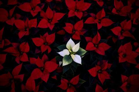 Poinsettia: cuándo podarla y cómo hacer esquejes