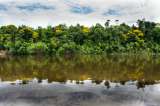 Así quieren salvar la Amazonía colombiana