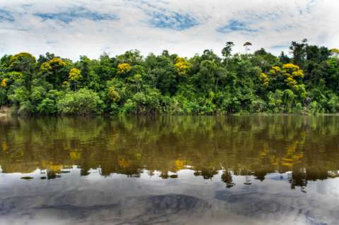 Así quieren salvar la Amazonía colombiana