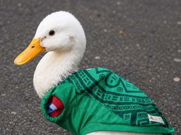 Merlín, el pato mexicano que se convirtió en la estrella inesperada del Mundial