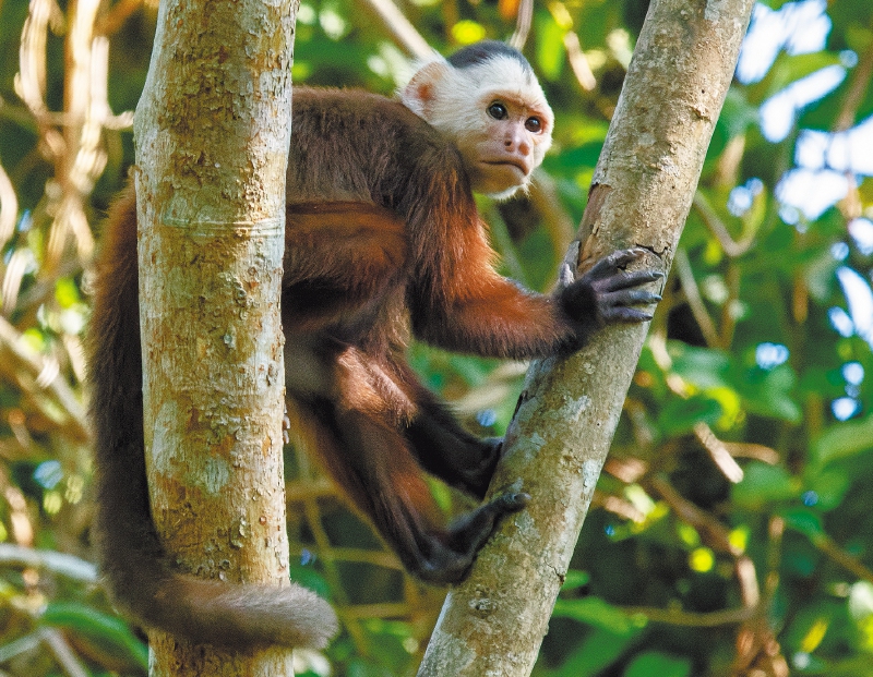 El mico maicero cariblanco (Cebus versicolor) es una de las especies afectadas por la expansión de vías. / Felipe Villegas-Vélez
