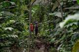 Las iniciativas comunitarias para conservar la naturaleza que surgieron tras el Acuerdo de Paz 