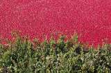 ¡Así puedes plantar arándanos rojos en casa!