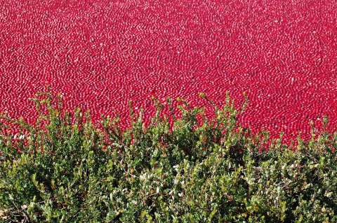 ¡Así puedes plantar arándanos rojos en casa!