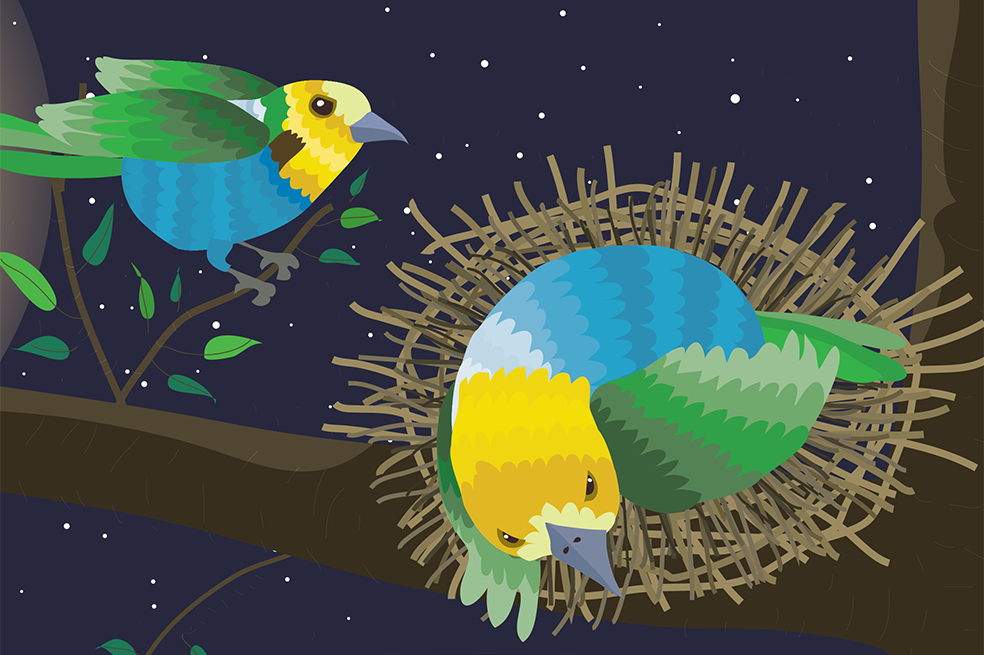Dos pajaritos ilustrados, uno de ellos en su nido.