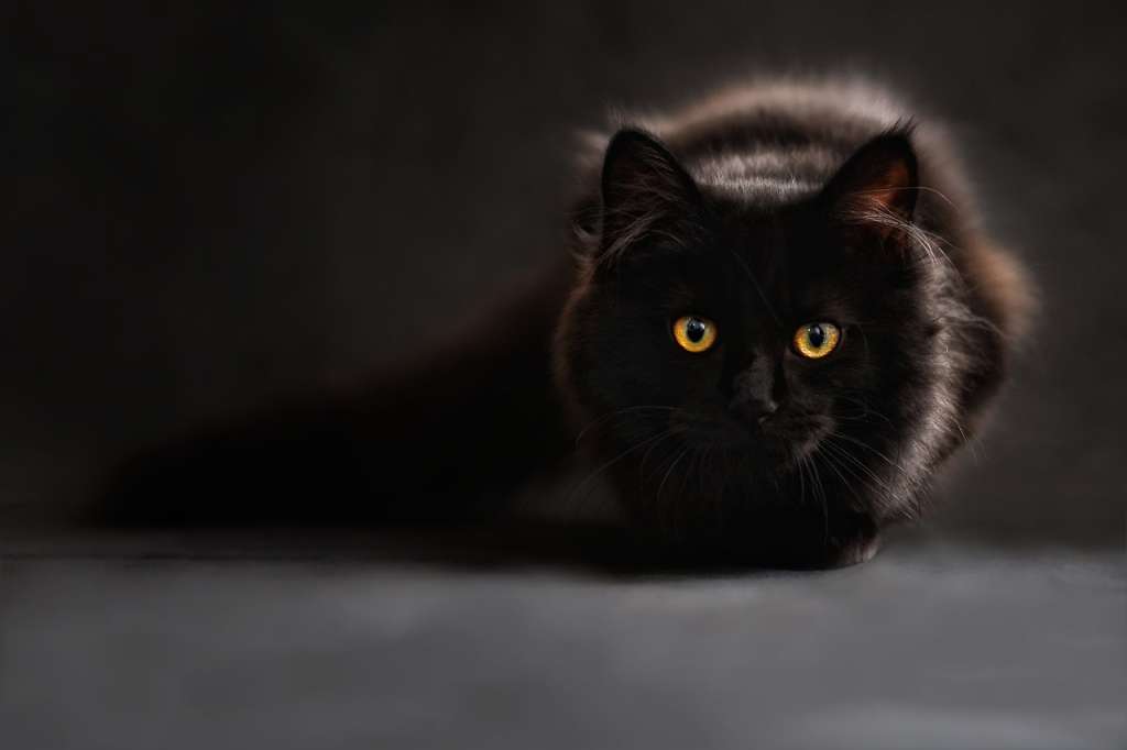 ¿Qué raza de gato es el negro?