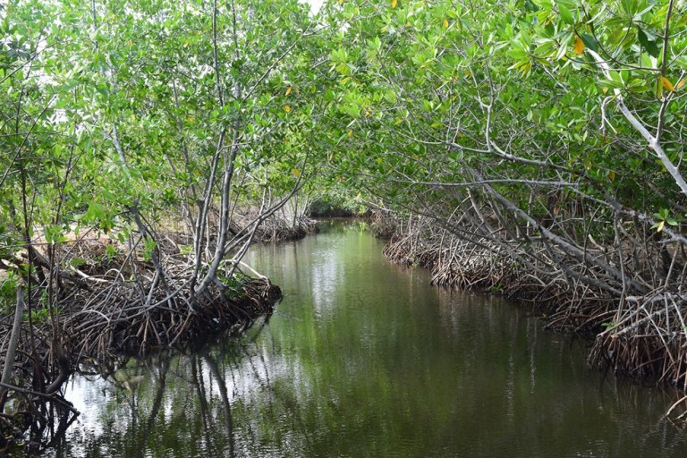 Tala en manglares podría afectar captura de dióxido de carbono