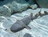 Anuncian el primer repoblamiento de tiburones gato en el caribe colombiano