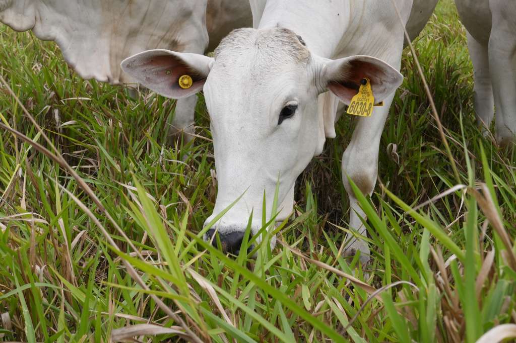 En esta finca, ubicada en Vichada, por cada kilogramo de carne de ganado vivo, están capturando más gases contaminantes que los que liberan en la atmósfera.