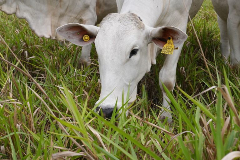 Fincas ganaderas de Vichada podrían ser compatibles con la conservación de aves