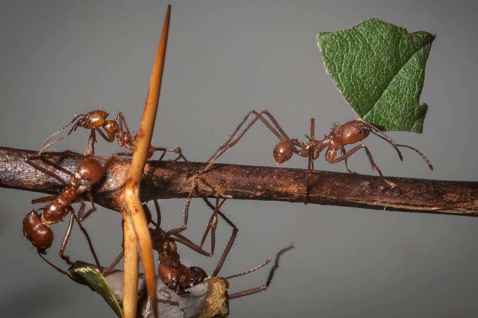 Las hormigas cortadoras del Amazonas son capaces individualmente de detectar cambios en la presión atmosférica. / Wikipedia