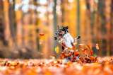 Galería: los ganadores del premio a la fotografía de mascotas más graciosas