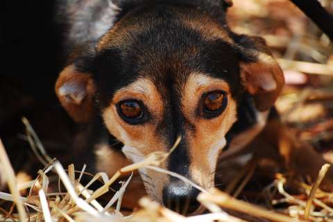 ¿Cómo saber si mi perro está estresado o ansioso?