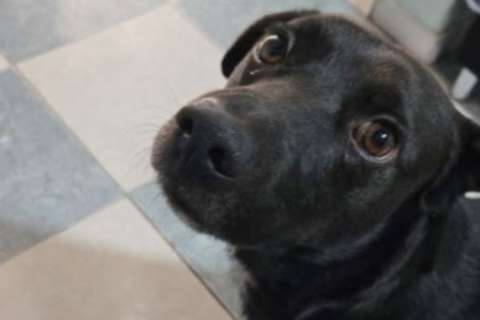Procuraduría abre expediente por eutanasia del perro Cosmo