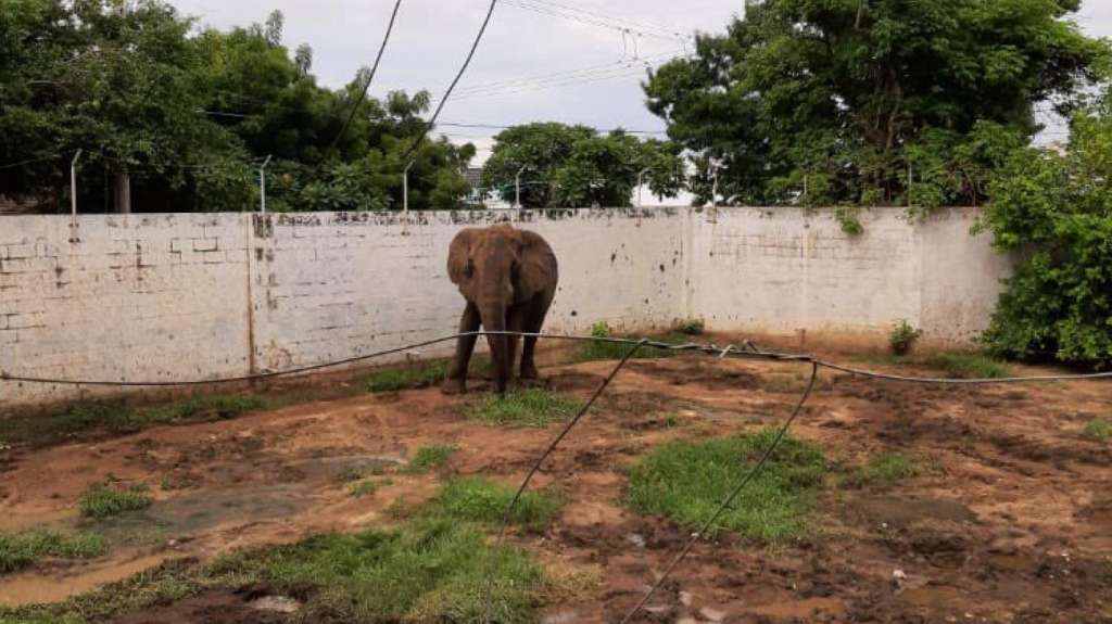 Un abogado envío un derecho de petición al zoológico para conocer la situación del elefante.