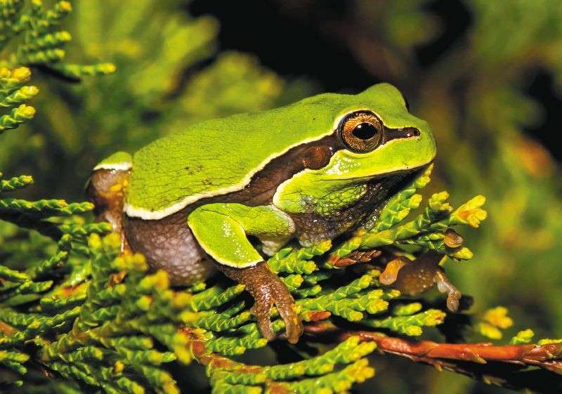 En el informe “Planeta Vivo 2020”, de WWF, se señala que las poblaciones de mamíferos, aves, peces, reptiles y anfibios han disminuido en un 68 % en todo el mundo en los últimos 50 años.