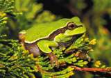 ¿Qué pactaron los líderes mundiales para revertir la pérdida de la naturaleza?